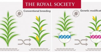 Fact-based GM guide launched by the Royal Society Royal Society GM