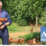 Anglia egg group selected by Amazon Anglia Free range chair + Amazon