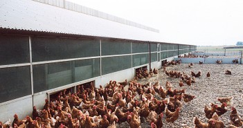 Silicon supplement could improve bone strength and welfare of millions of chickens a year broilers