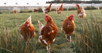 ForFarmers launches new broiler feed range. chickens 2