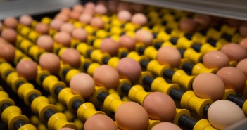 Eggs from free-range hens contain more vitamin D Ian Hinchliffe