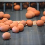 The joy of eggs eggs conveyor belt