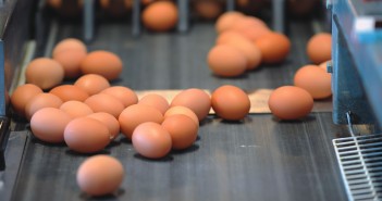 Industry slams government over no tariff protection for eggs in no-deal scenario eggs conveyor belt