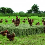 Free-range egg farmers might shift to barns even after housing order ends, as fear of AI continues free range 3