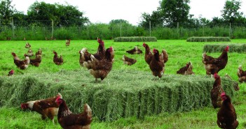 Environmental Farming Scheme opening next week in Northern Ireland free range 3