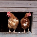 UK farming unions urge European officials to extend free-range status free range chickens