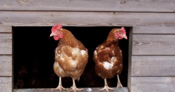 Chicken welfare proposals moved forward by government free range chickens