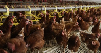 Burger King switches to antibiotic-free poultry indoor 2