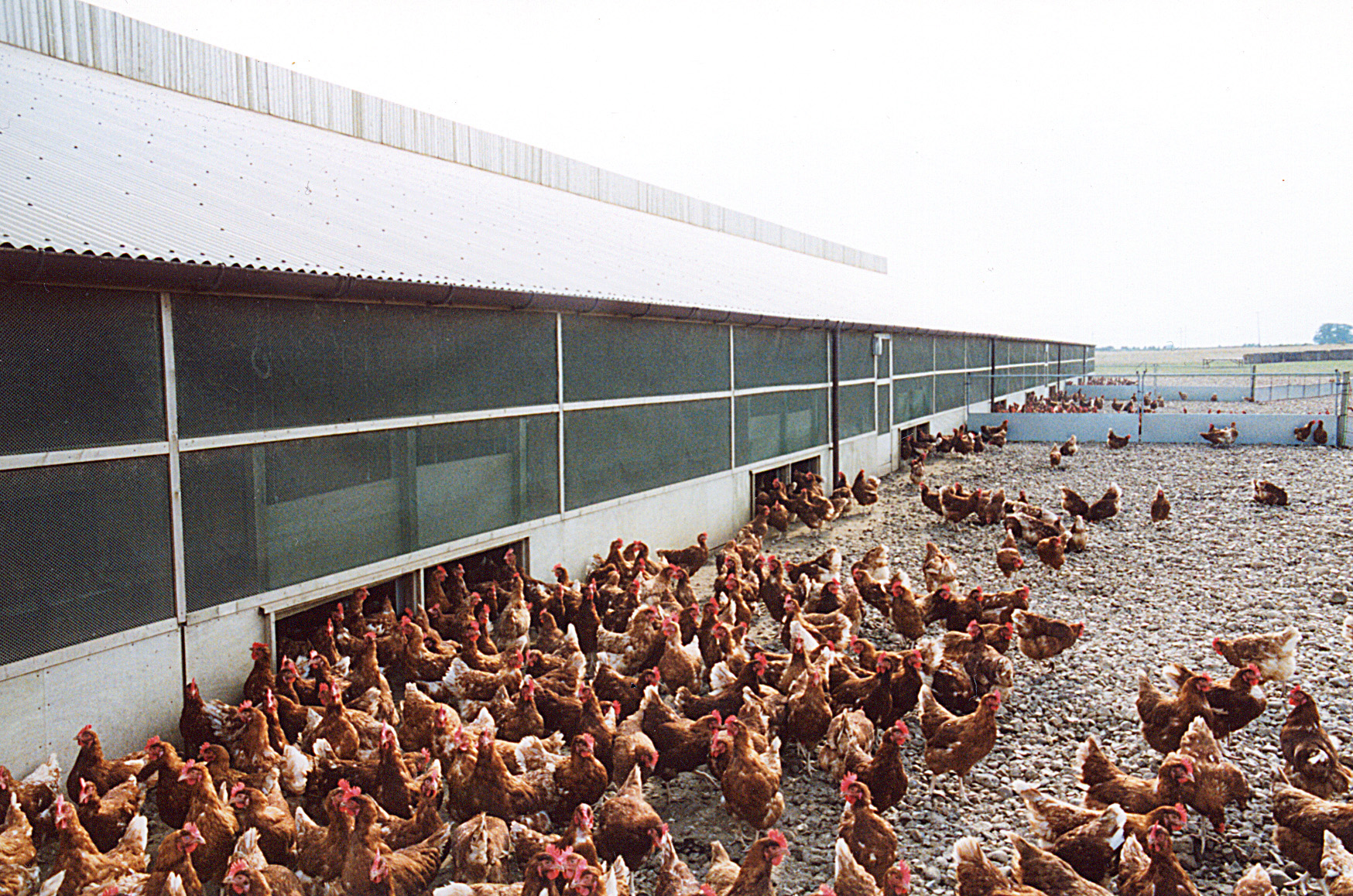 Brits put welfare of egg laying hens before meat chickens Poultry News