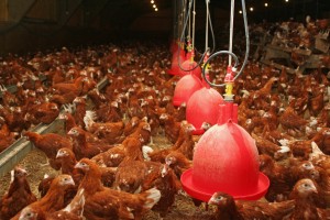 pullets