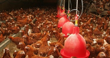 ADAS to host workshop on using insects as poultry feed pullets