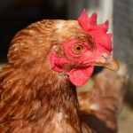 Moy Park reports sales growth after growing capacity chicken