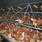 The case for feeding pigmeal to poultry chickens