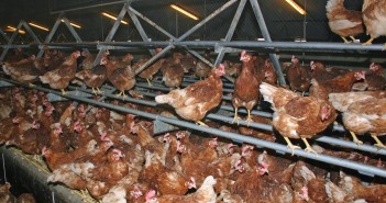 Anpario partners with RBS Poultry Services chickens