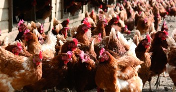 Vigilance urged in Northern Ireland in response to AI confirmation more chickens