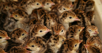 Farmgate Hatcheries hikes turkey poult prices up to 5% turkey poults