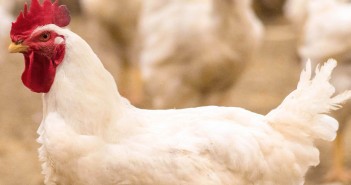 Cobb launches new flock management app cobb male