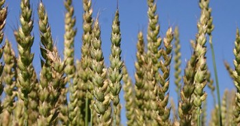 New wheat strain could strengthen broilers’ legs wheat