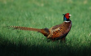 British Game Alliance launches game farm audit pheasant main