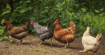 Industry calls for urgent action on organic derogations free range 4