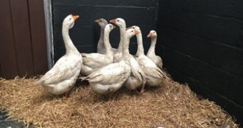 Animal charity appeal after poultry discovered abandoned in Aberdeen abandoned ducks
