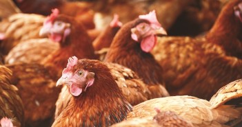 Key role for vets in sustainable farming, says BVA brown chickens