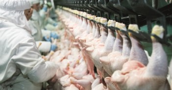 Brexit income woe for poultry farmers chicken processing