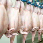 Rabobank report: Rising volatility will challenge industry margins poultry meat
