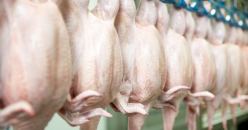 Rabobank report: Rising volatility will challenge industry margins poultry meat