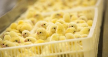 Prioritise animals’ fitness to travel over length of journey, NFU tells Defra chicks