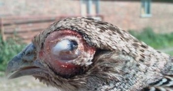 Increased disease risk as partridge season arrives partridge