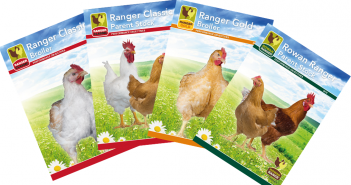 Rowan Range Guides for optimal management published by Aviagen rowan ranger guides