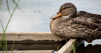 Avian influenza vaccine developed in UK with gene editing technology duck pirbright