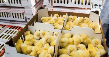 BVA calls for a comprehensive view of animal welfare during live transport aviagen hatchery