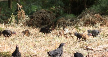 Arable farmers turning to free range chickens to secure future after Brexit norfolk-black-chickens