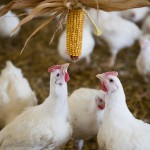 NFU showcasing British farming at party conferences Chickens with enrichment - credit RSPCA