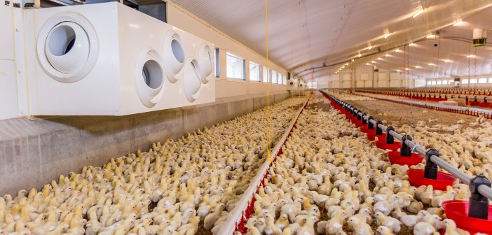 US becomes Europe’s main supplier of soya for animal feed Poultry World: Littlehales Farm, Lilleshall in Shropshire owned and run by (pictured in blue gillet) Rob Timmis of H Timmis Farms.