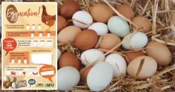 NFU launches ‘Eggucation’ scheme for school children eggucation