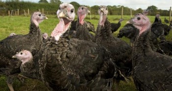Turkey marketing roadshow to tour UK NFU turkeys