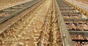 Analysis: Crown Chicken trials on-farm hatching in UK first X-Treck