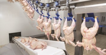 Avara Foods reports solid start with £13.6 million profit poultry processing