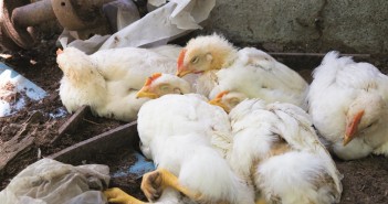 Recovery Position: How should farms best recover from an outbreak of avian disease? avian disease