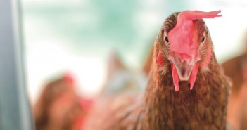 Analysis: Increasing pressure to ban infra-red beak treatment beak trimming