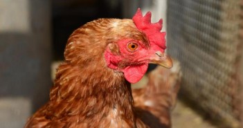 Energy boost for Scottish farm chicken