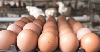 Poultry meat protected by tariffs in government’s no-deal plan, but eggs left vulnerable to cheap imports with zero tariffs egg case