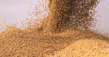 Feature: A roadmap for sustainable poultry feed soy poultry feed