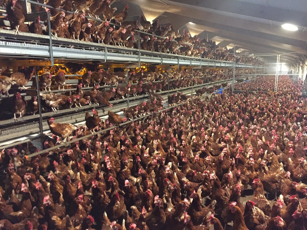 Proactive approach to gut health and nutrition key to successfully