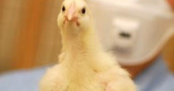 Multiple new reports of AI outbreaks across Europe bird flu pic
