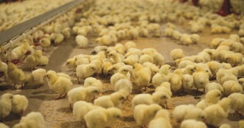 NFU welcomes government consultation into gene editing chicks feeding