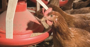 Influencing egg size through feed and nutrition humphrey feeding